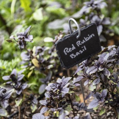 Red Rubin Basil growing outdoors