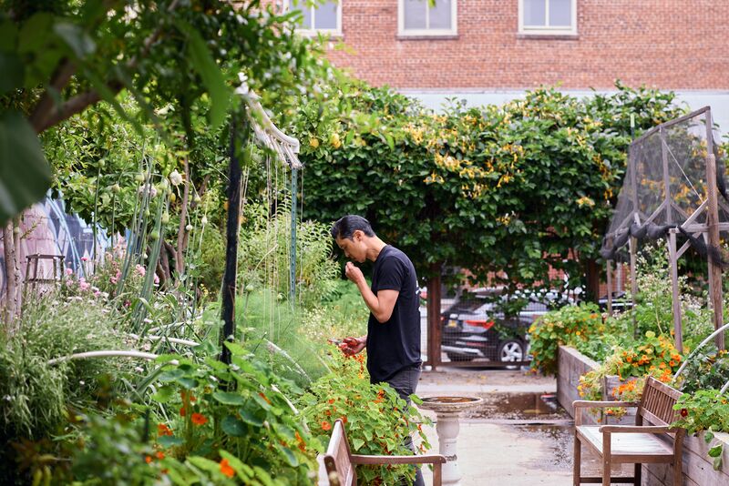 A man smelling herbs in a lush garden filled with various plants and flowers, with a building in the background.