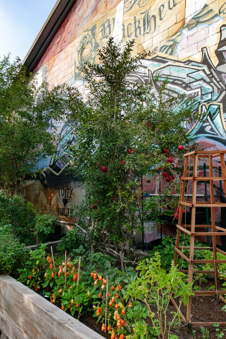 Two box gardens full of sprouting vegetables and herbs, surrounded by verdant trees.