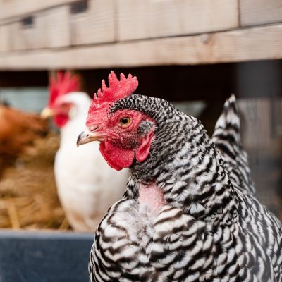 A close up of a white and black chicken in front of a white chicken. Both chickens have red coxcombs.