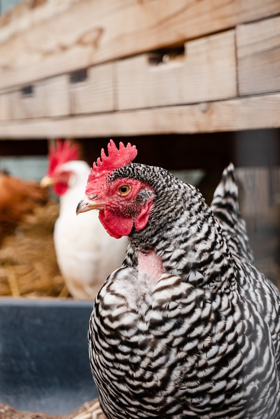 A close up of a white and black chicken in front of a white chicken. Both chickens have red coxcombs.