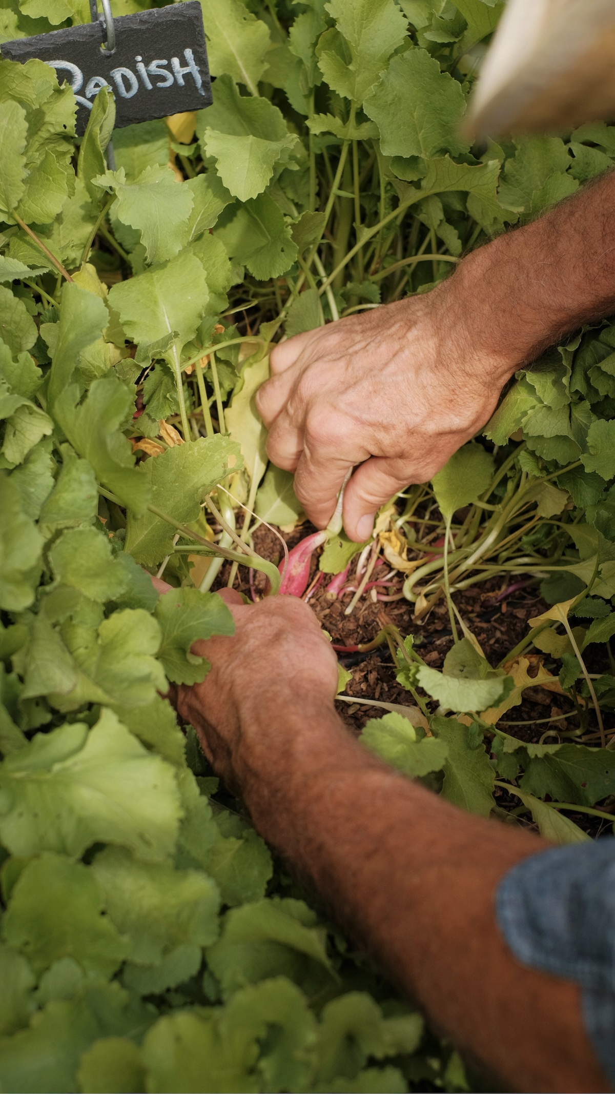 Two strong hands reaching into a garden bed that is full of green leafs. The hands are pulling out a pink breakfast radish from the soil.