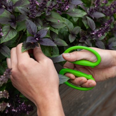 A close up of hands holding bring green scissors cutting purple and green colored herbs.
