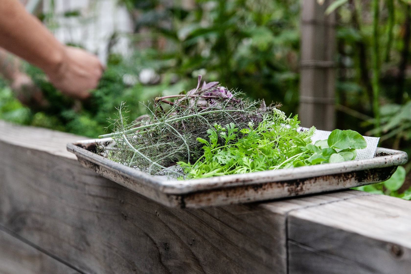 A tray of fresh cut herbs sitting on the wood frame of a box garden. There are hands behind it cutting more herbs.