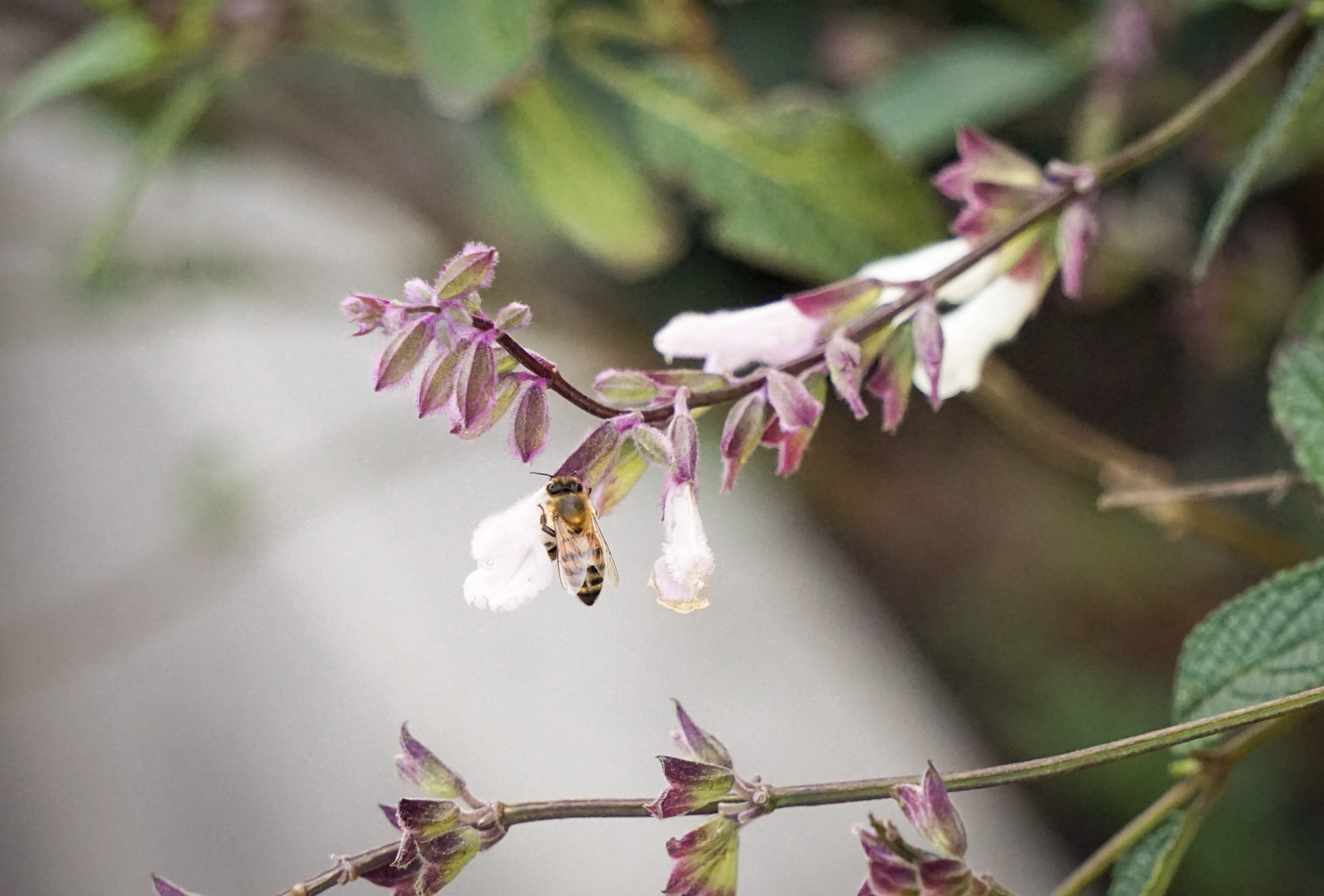 A close up of a honey bee landing on a purple flower.