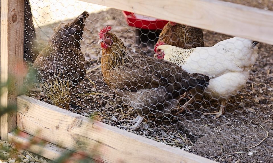 Chickens in a coop with a floral bush in front.