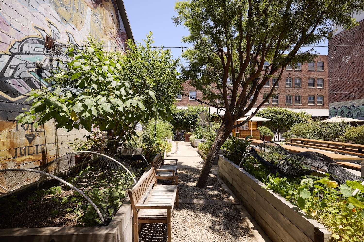A side shot of Manuela's garden full of box gardens with greens, wooden benches, and fruit trees.
