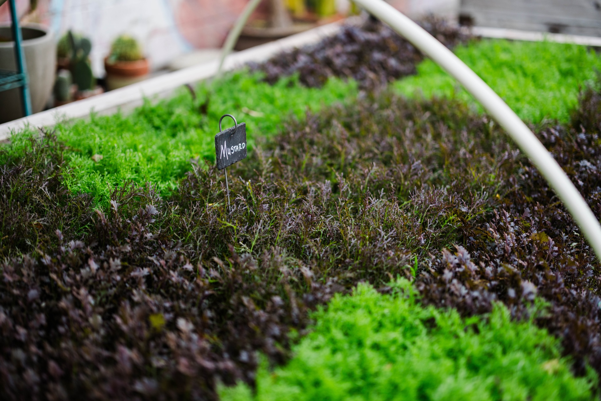 A close up of a box garden full of sprouting greens, all different colors of green. A sign on one of the patches of darker green reads 