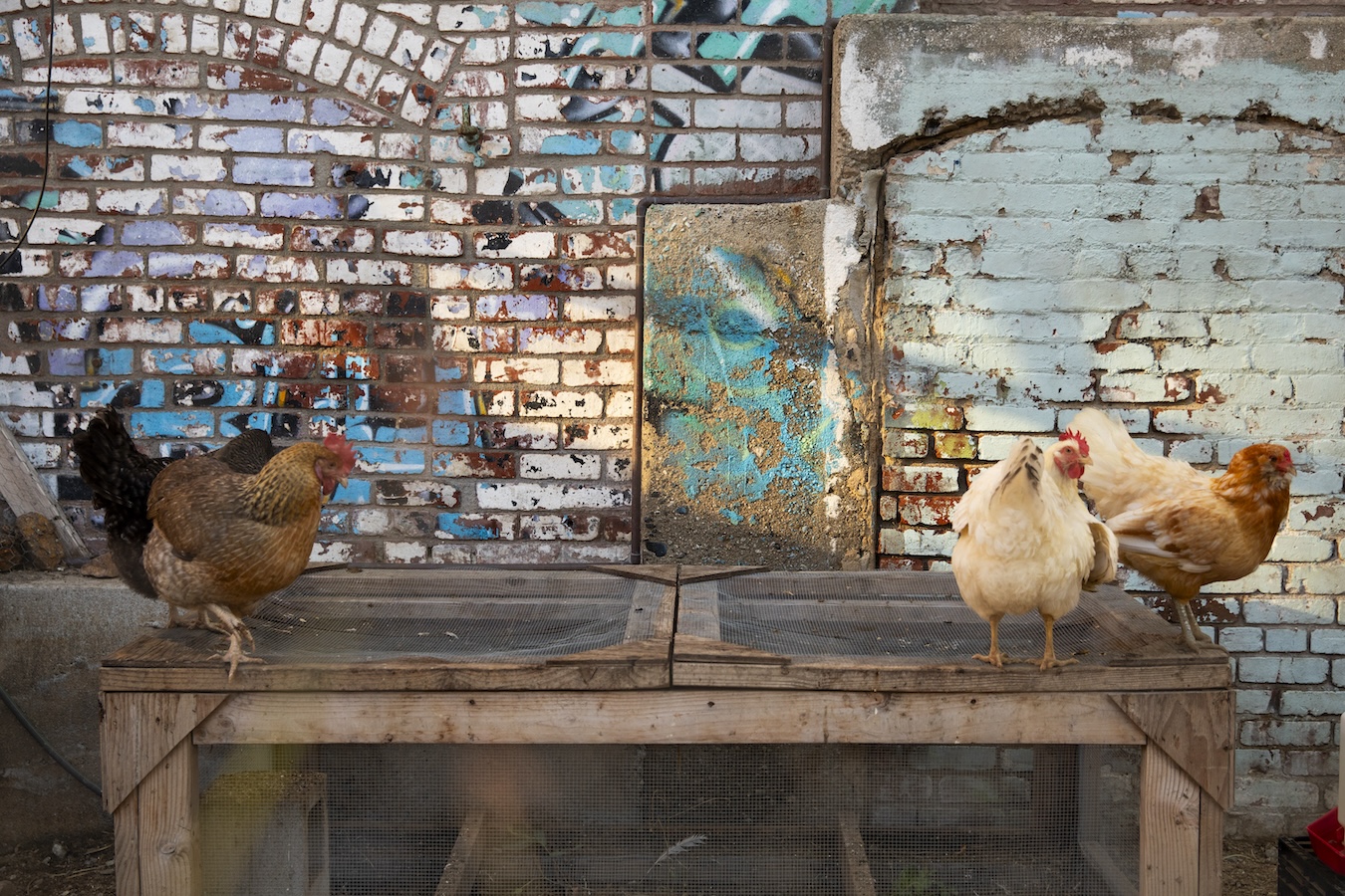 Different colored chickens standing on a wood and mesh structure in front of a painted brick wall.