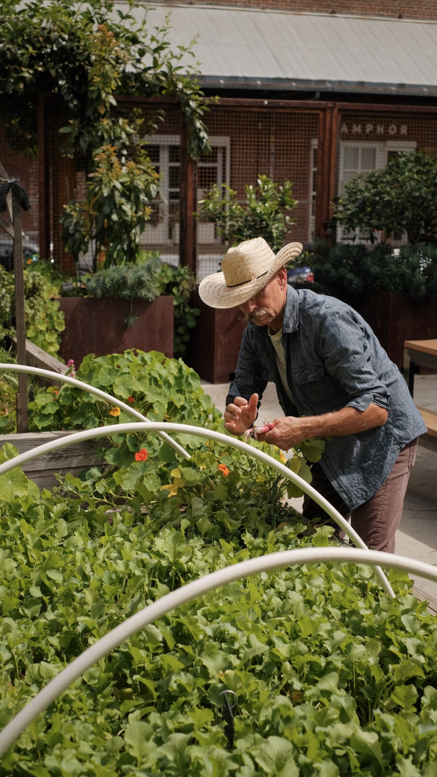 Man with a white cowboy hat picking greens from a sprouting box garden