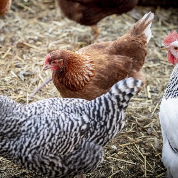 Visit our Chickens