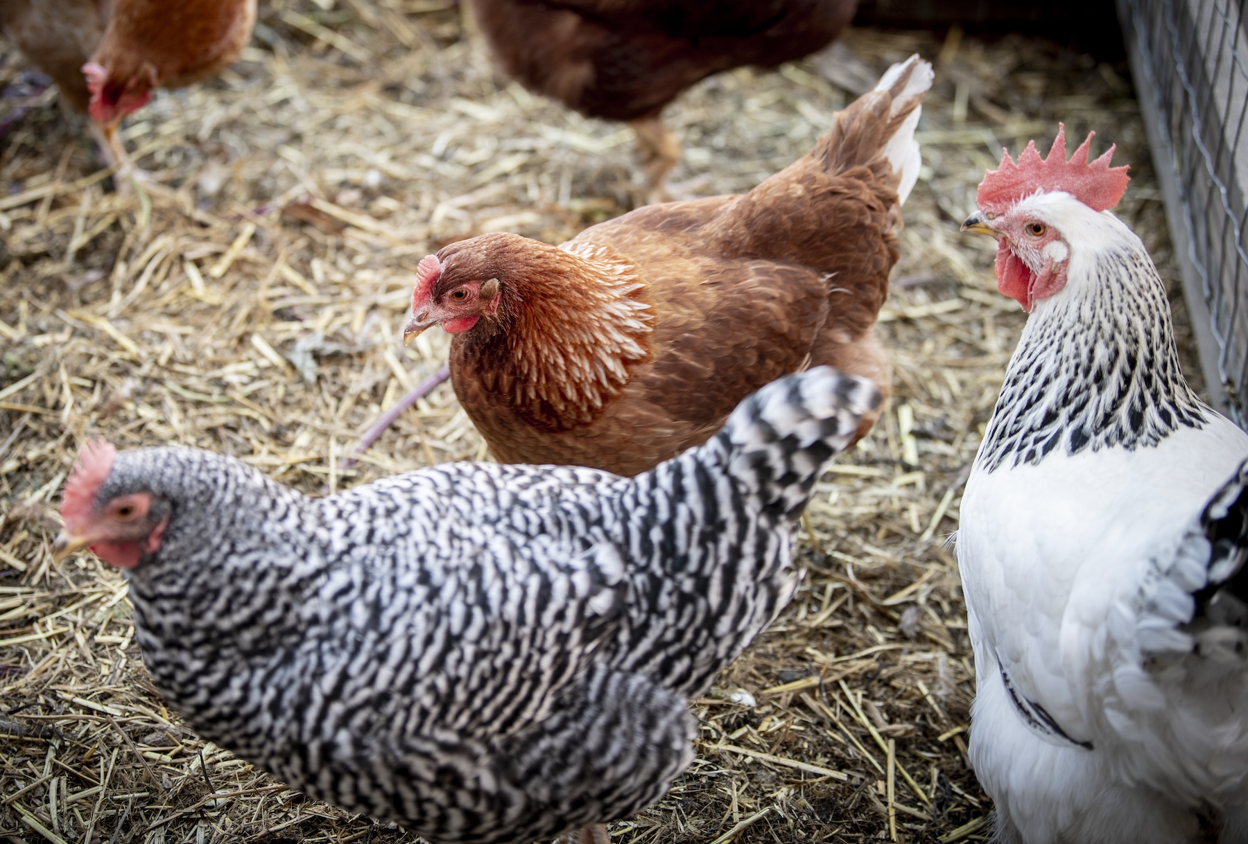 Three chickens—one brown, one white, and one black and white—standing on straw in a chicken coop.