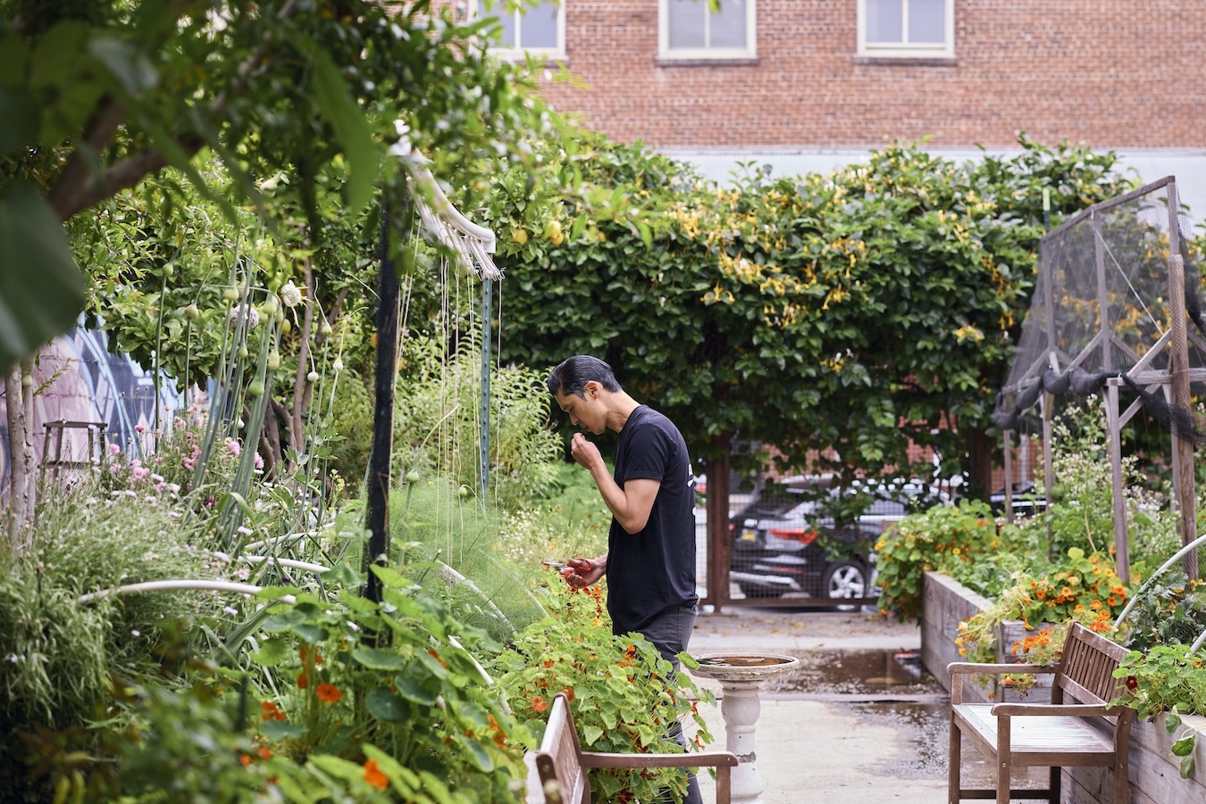 A man standing near a box garden, fully in bloom with flowers, vegetables, and herbs. The man is tasting something from the garden.