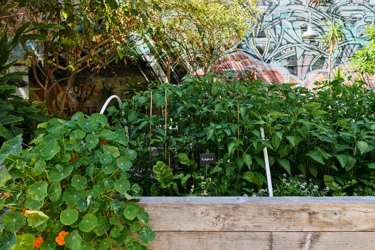 Manuela's box garden in the summer full of green, leafy produce and a few flowers.