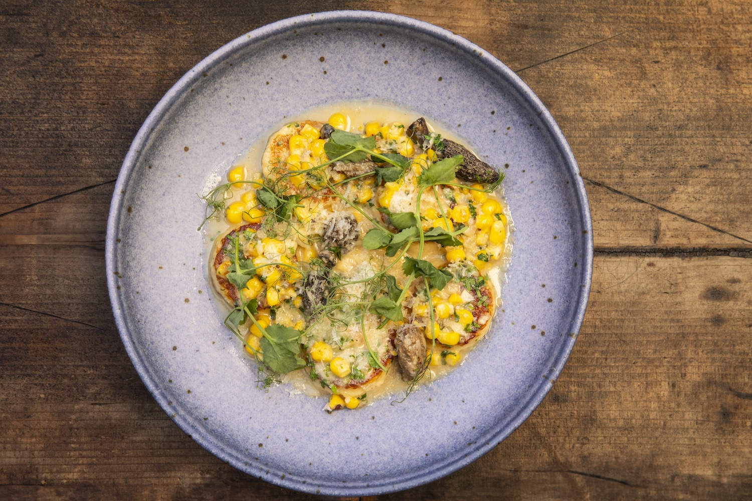 Seared shrimp covered in a yellow corn sauce garnished with micro greens sitting on a light blue textured plate.