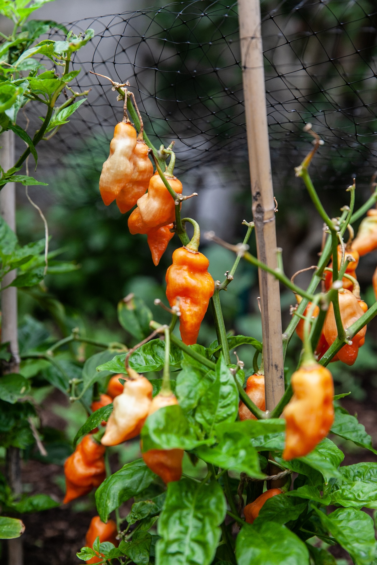 A close up of orange peppers hanging from a vine